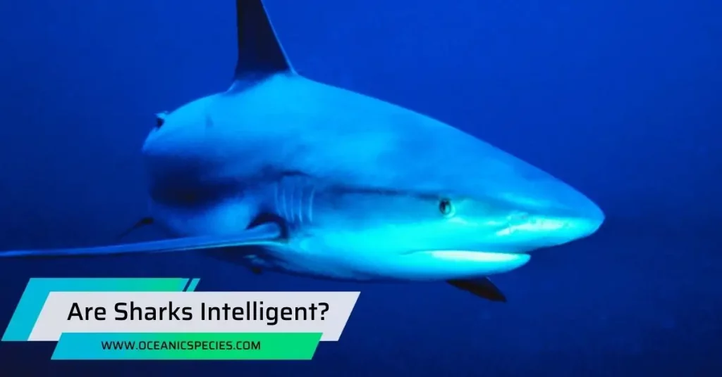 Are Sharks Intelligent