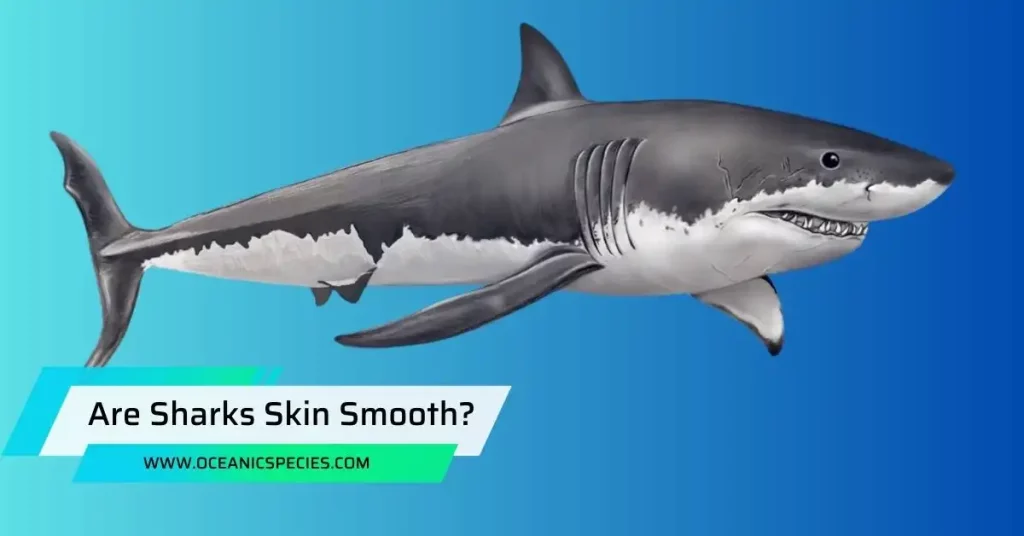Are Sharks Skin Smooth?