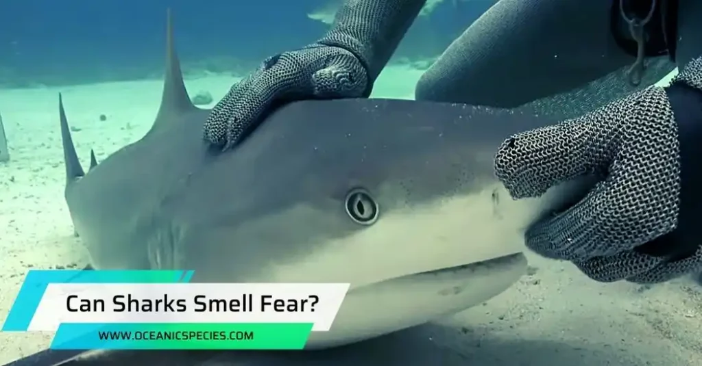 Can Sharks Smell Fear?