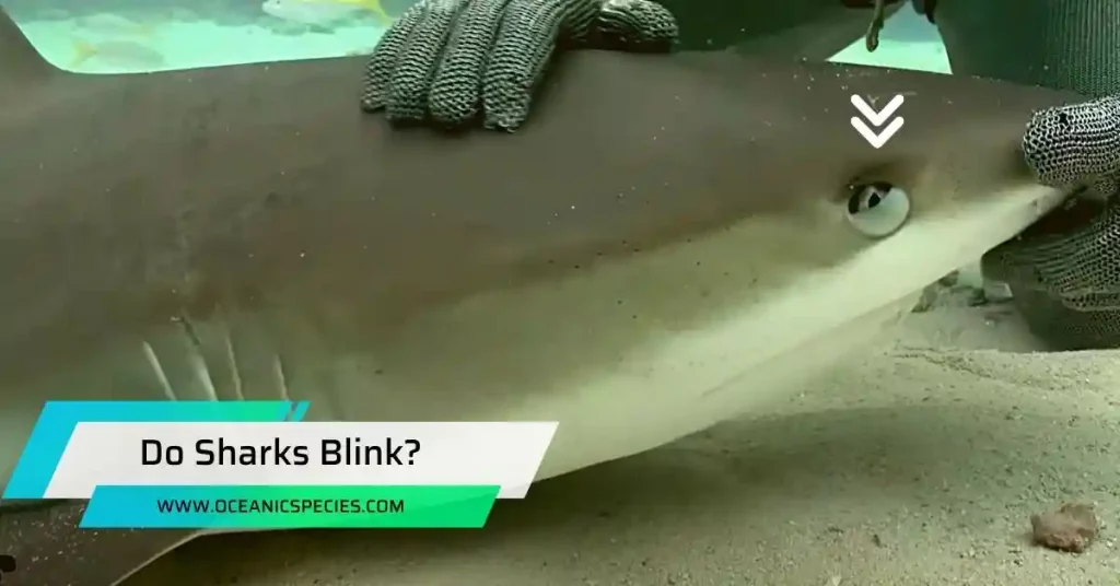 Do Sharks Blink?