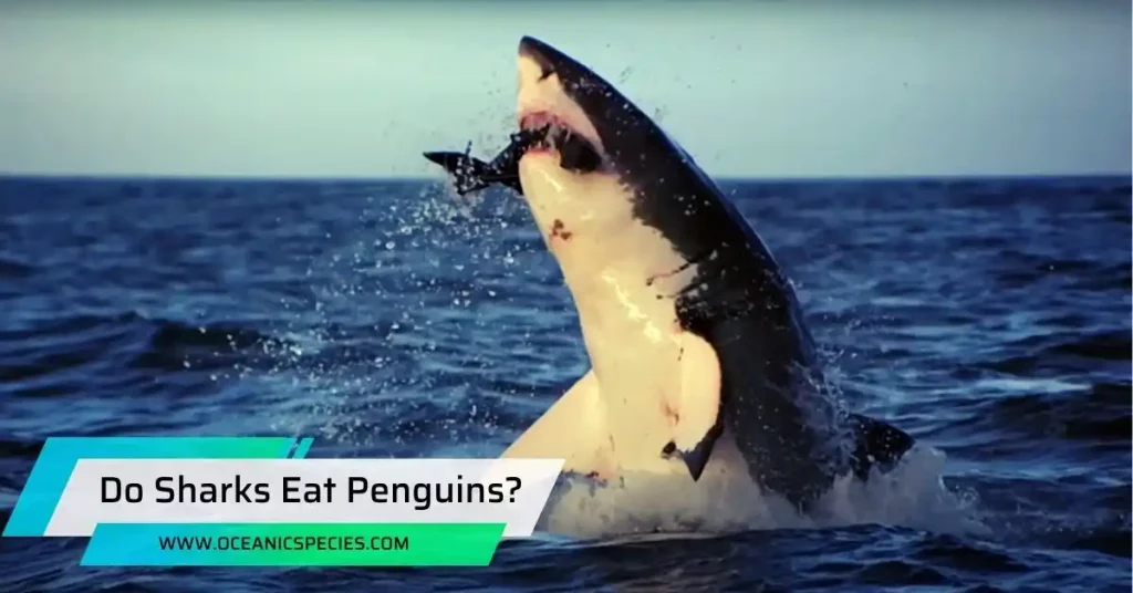 Do Sharks Eat Penguins?