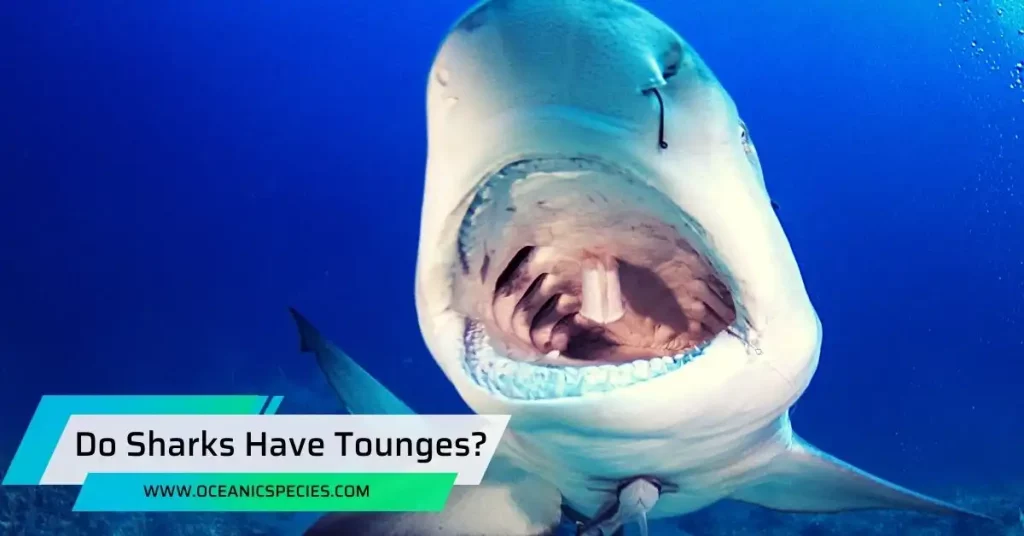 Do Sharks Have Tounges?