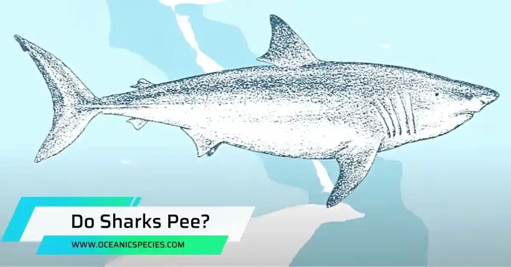 Do Sharks Pee