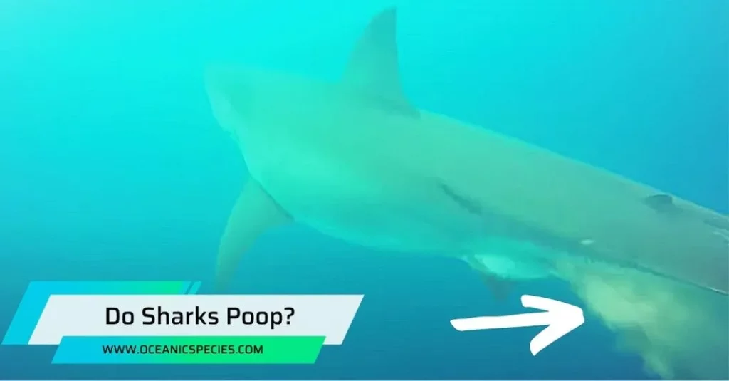 Do Sharks Poop?