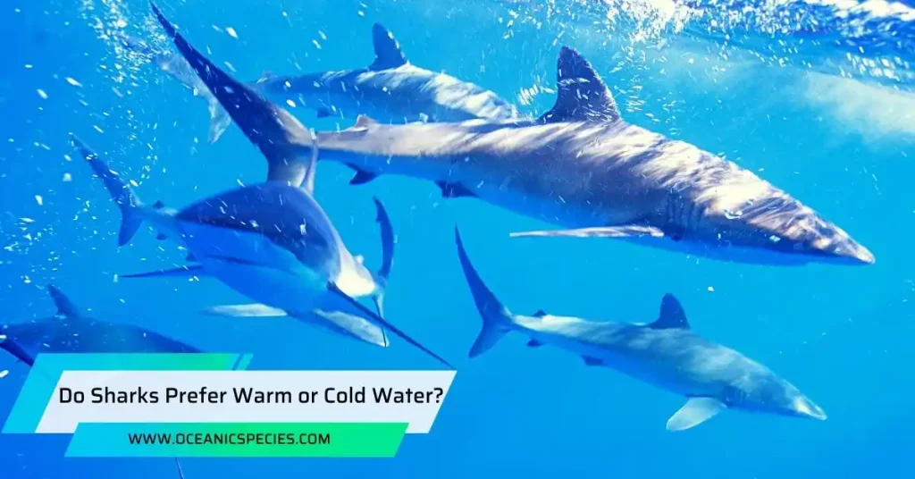 Do Sharks Prefer Warm or Cold Water?