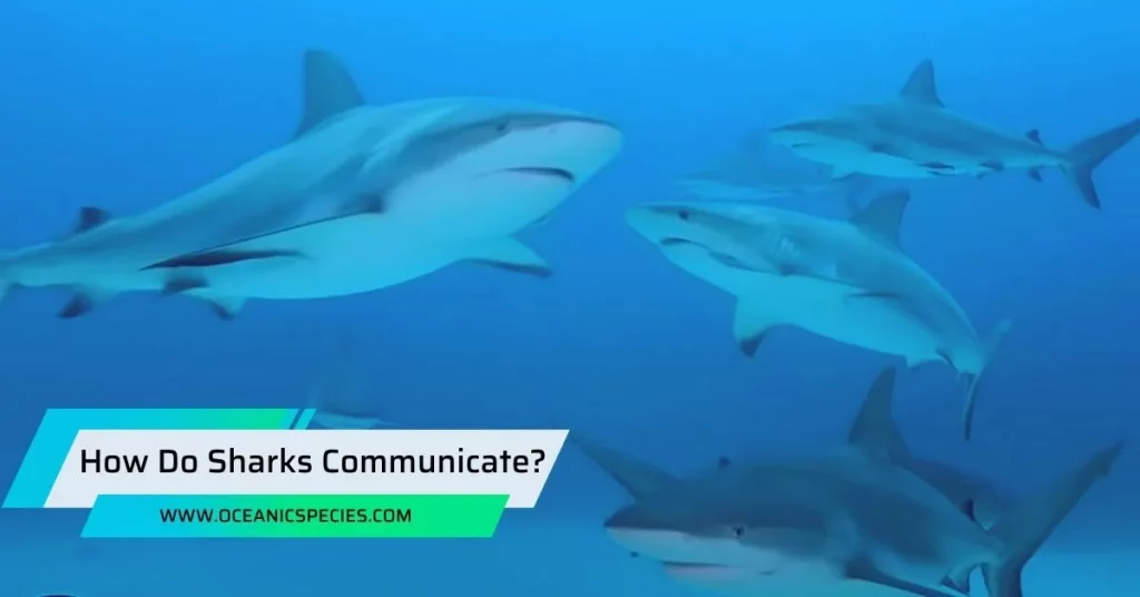 How Do Sharks Communicate?