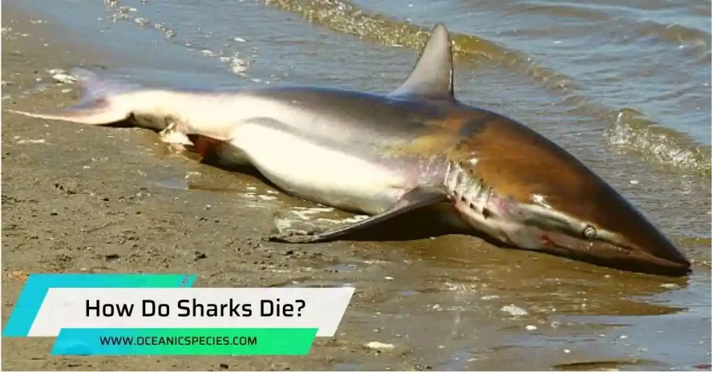 How Do Sharks Die?