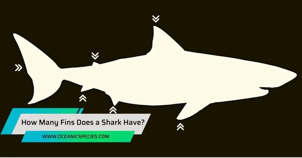 How Many Fins Does a Shark Have?