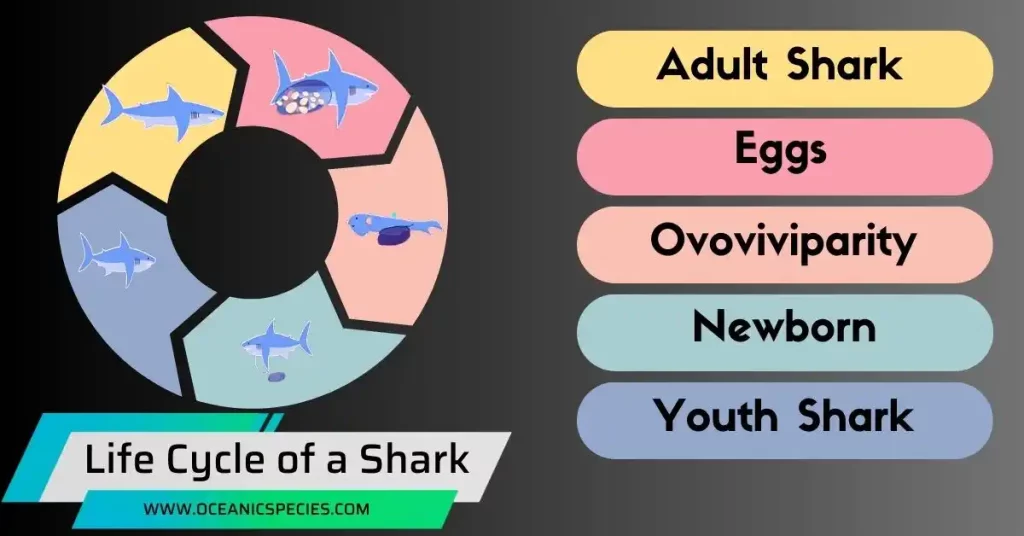 Life Cycle of a Shark