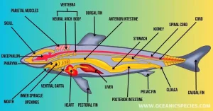 Physiology Of Sharks