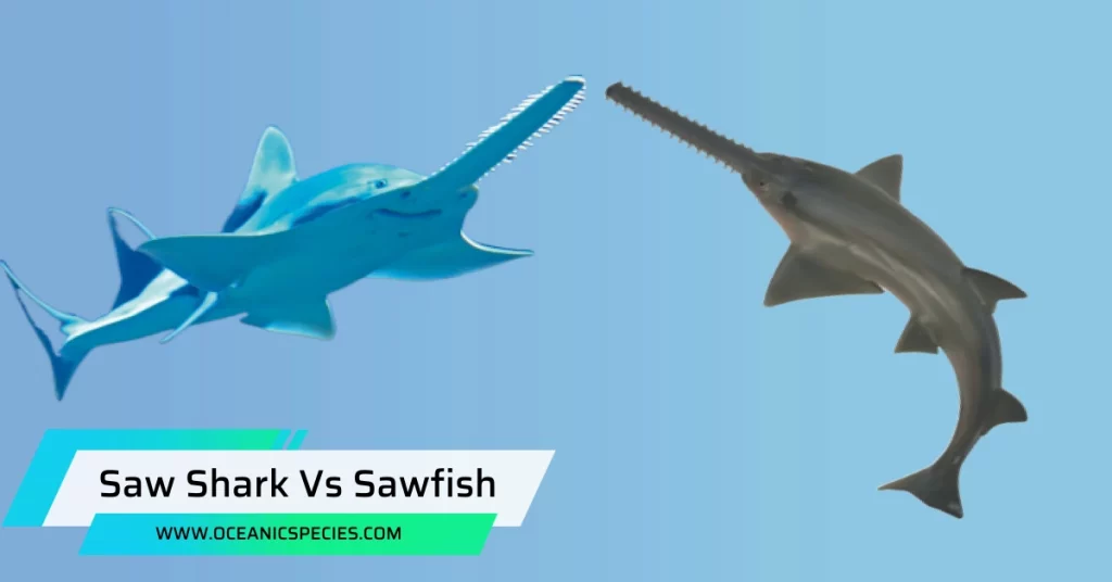 Saw Shark Vs Sawfish