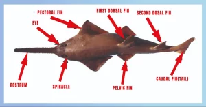 Saw Shark Vs. Sawfish Anatomy