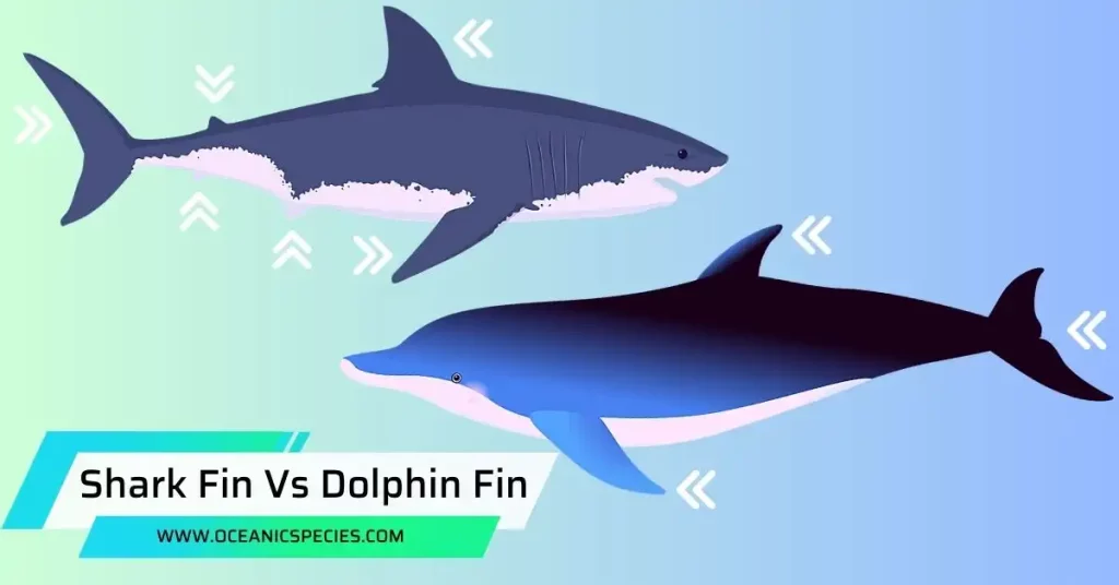 Shark Fin Vs Dolphin Fin
