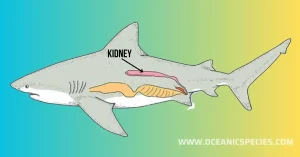 Shark Kidneys