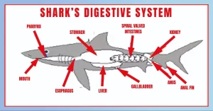 Shark’S Digestive System