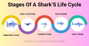 Shark'S Life Cycle