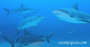 Sharks Communication Abilities