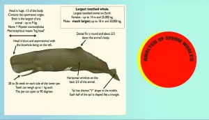 Analysis Of Sperm Whales’ Feeding Habits