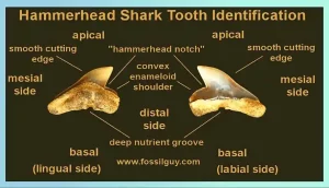 Anatomy Of A Hammerhead Shark’S Teeth