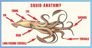 Anatomy of squid