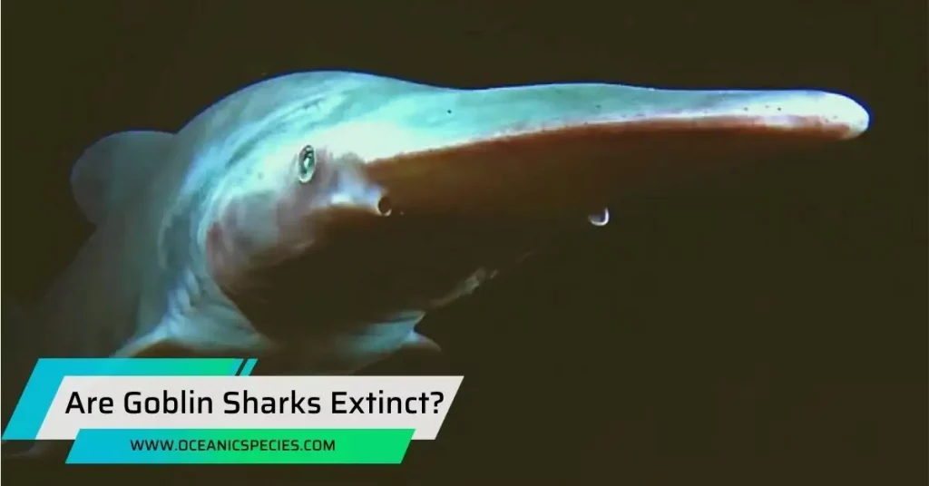 Are Goblin Sharks Extinct?