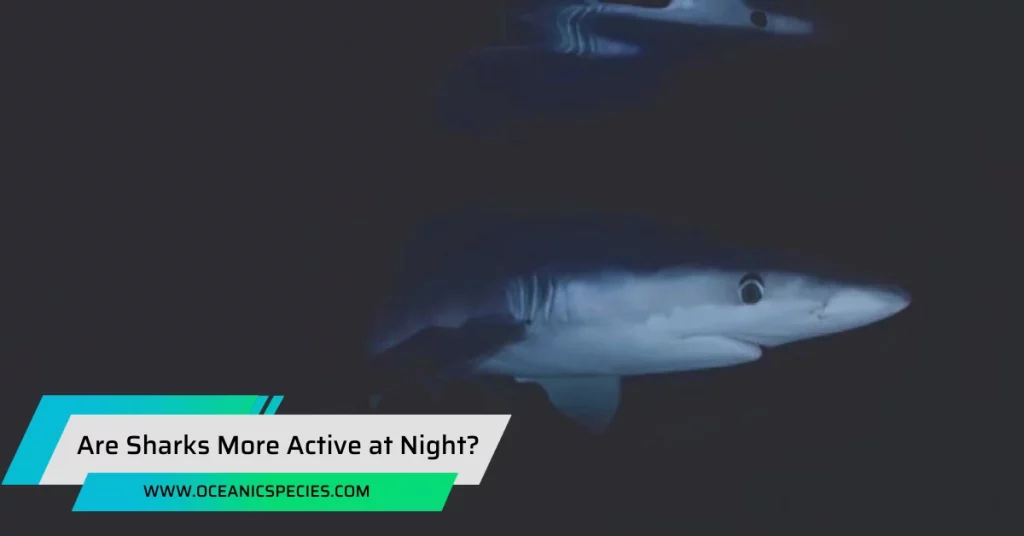 Are Sharks More Active at Night?