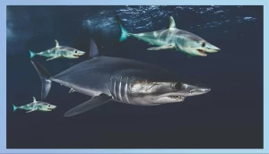 Differentiating Between Shark Migrations And Hibernation