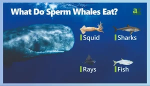 Diverse Prey Of Sperm Whales