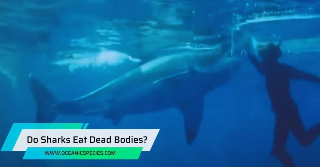 Do Sharks Eat Dead Bodies?