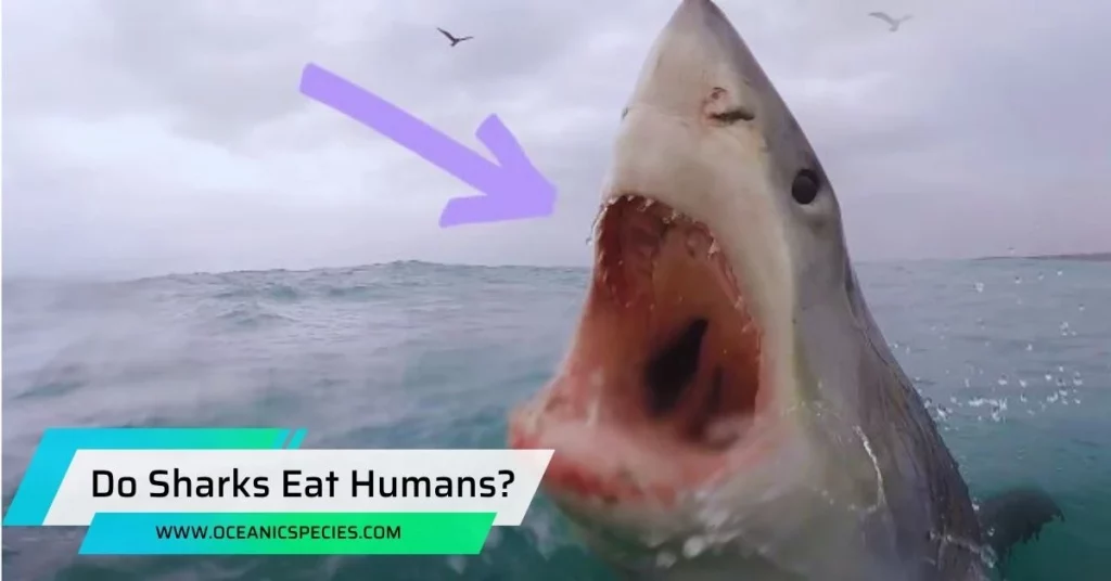 Do Sharks Eat Humans?