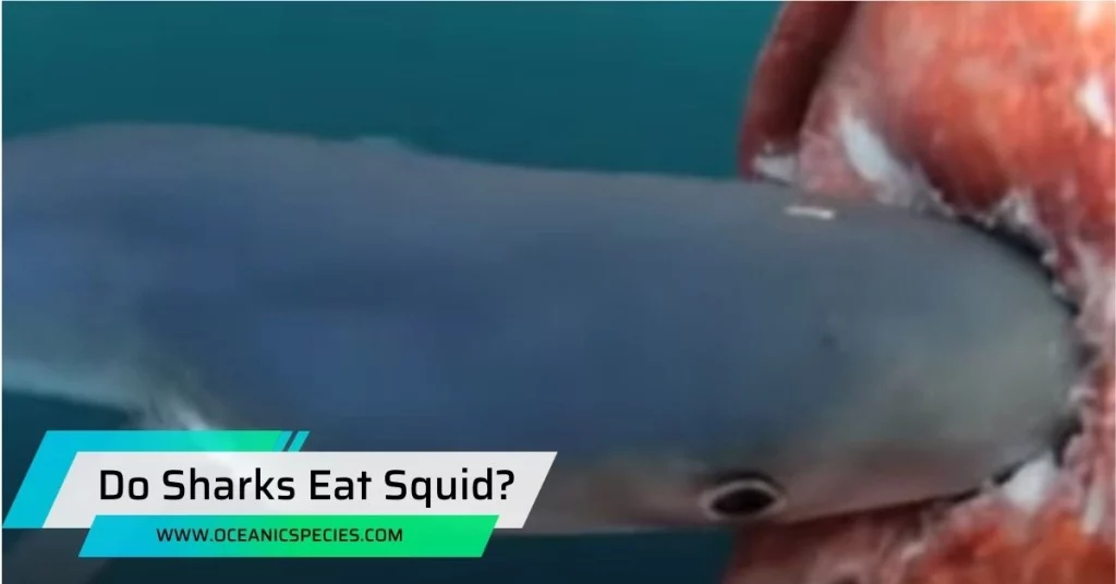 Do Sharks Eat Squid?