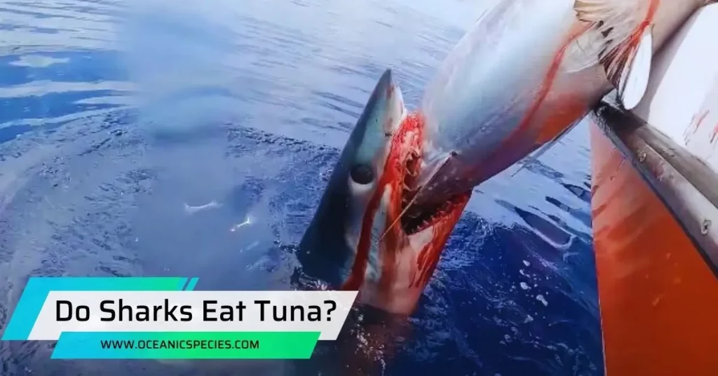 Do Sharks Eat Tuna?