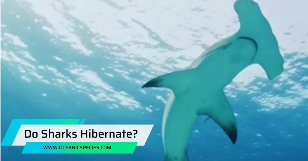 Do Sharks Hibernate?
