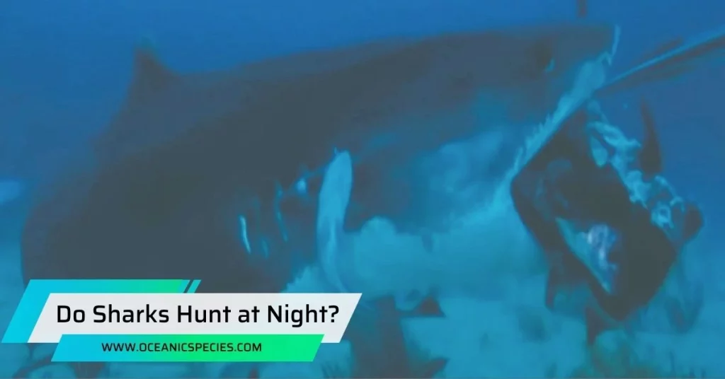 Do Sharks Hunt at Night?