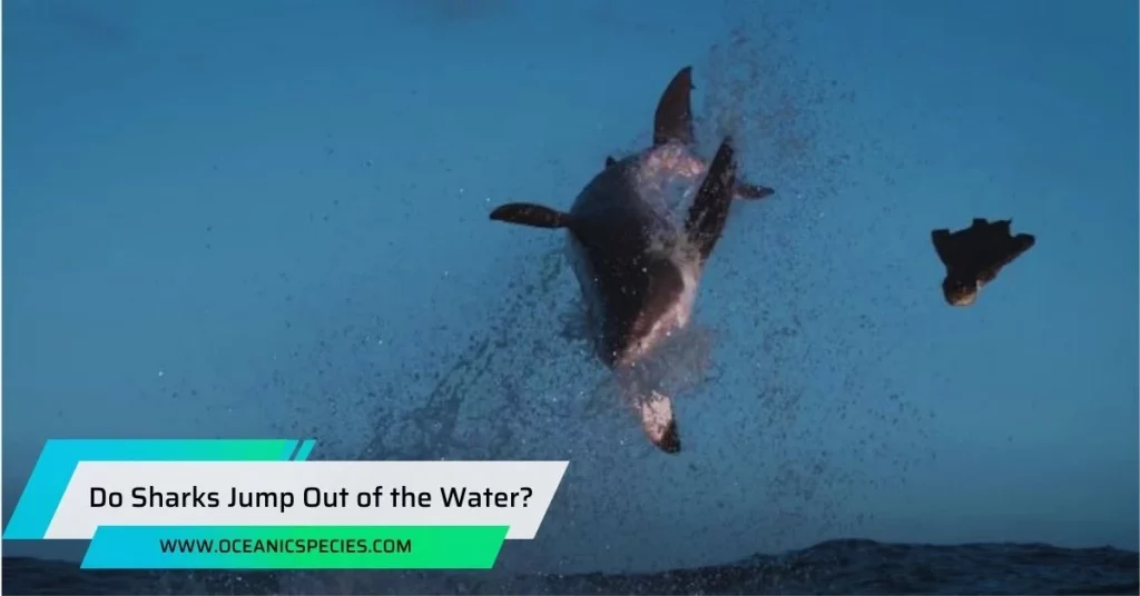 Do Sharks Jump Out of the Water?