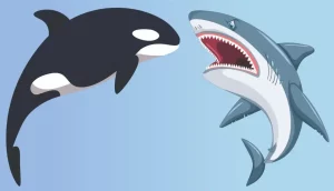 Do Sperm Whales Eat Sharks?