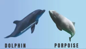 Dolphins And Porpoises: Secondary Prey For The Fearsome Predator