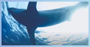 Factors Affecting Mako Shark Speed