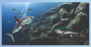 Factors Affecting Shark-Tuna Interactions