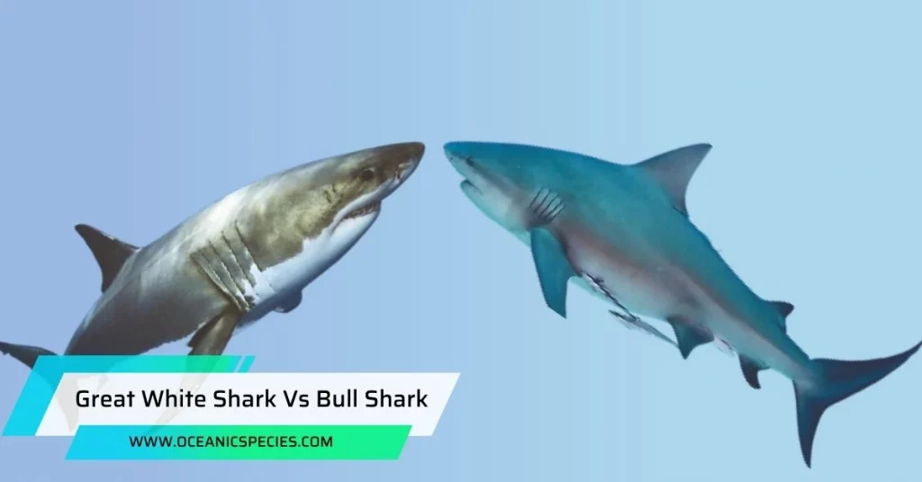 Great White Shark Vs Bull Shark