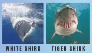 Great White Shark Vs Tiger Shark