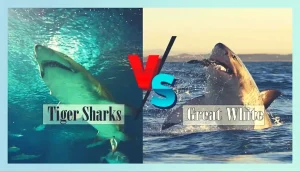 Great White Sharks And Tiger Sharks So Intriguing