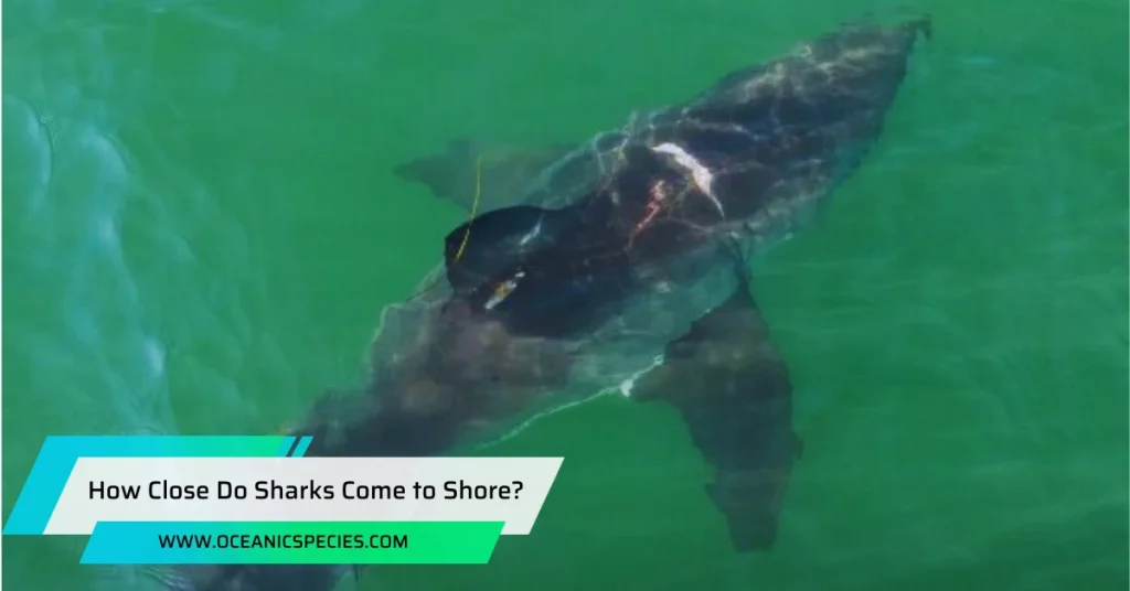 How Close Do Sharks Come to Shore?