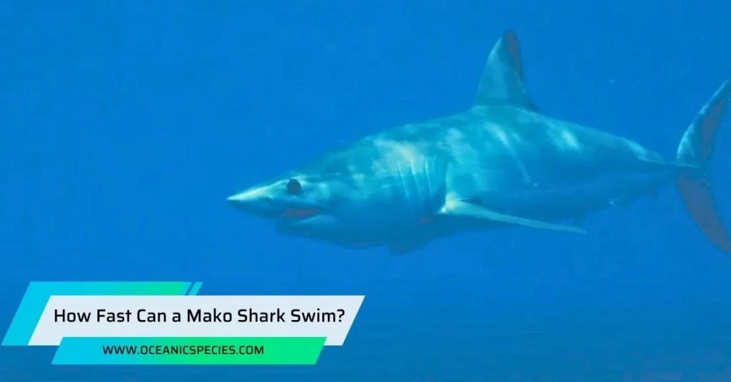 How Fast Can a Mako Shark Swim?