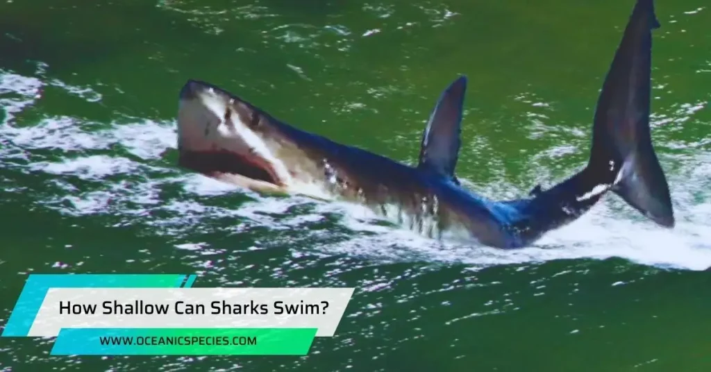 How Shallow Can Sharks Swim?