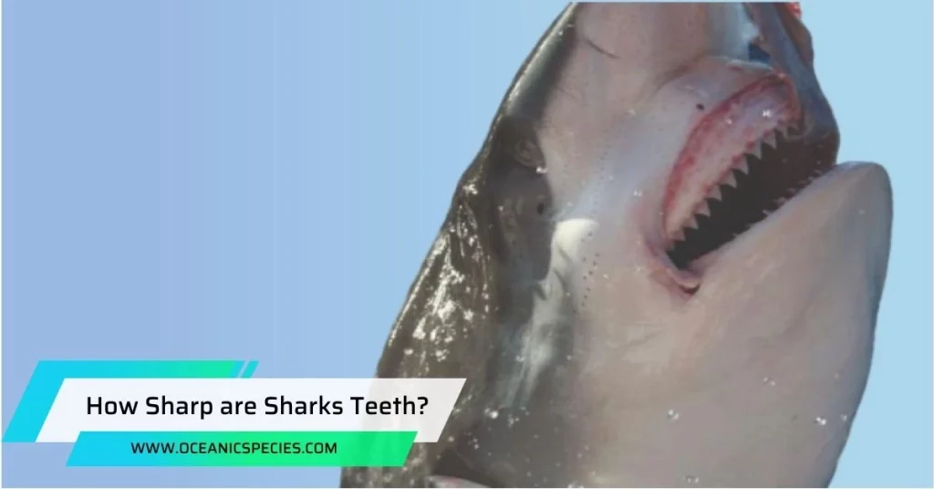 How Sharp are Sharks Teeth?