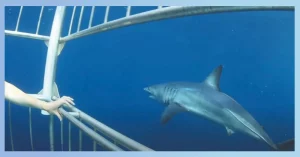 How To Safely Encounter Mako Sharks