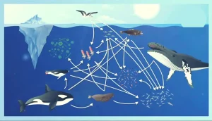 Impact Of Sperm Whales On Ocean Ecosystems