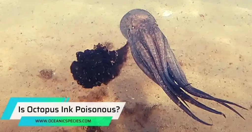Is Octopus Ink Poisonous?