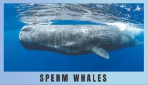 Predatory Behavior Of Sperm Whales